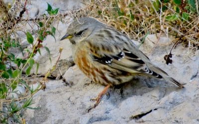 February Day trip in the Minervois