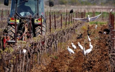 Early spring birding in the Languedoc