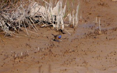 March day trip around Canet-en-Roussillon
