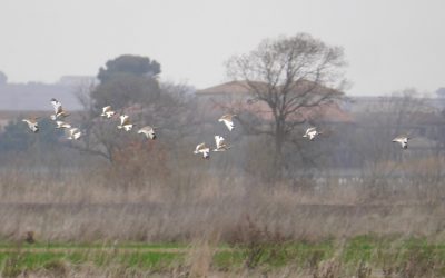 February Day trip around Ouveillan