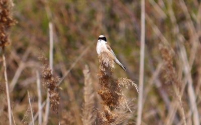 Spring migration around Leucate