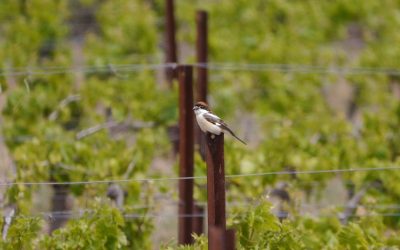 Day trip birding around Gruissan